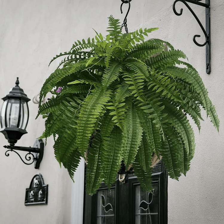 Evergreen Oasis – Fade-Resistant Foliage for Timeless Charm